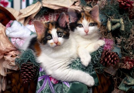 Maine Coon Kittens at Christmastime - pinecone, kittens, feline, maine coon, cute