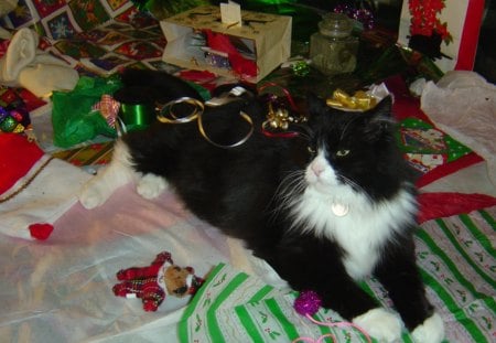 Christmastime - stocking, holiday, feline, cat