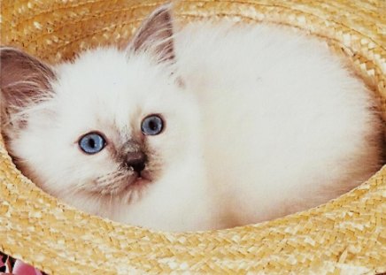 A white birman kitten in a hat - straw, kitten, hat, feline, birman