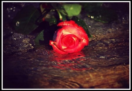 Forgotten - red, flower, nature, rose