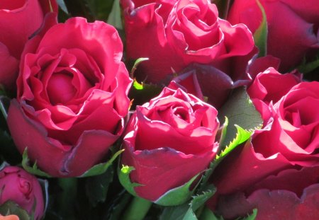 Romantic Rosebuds - Buds, Flowers, Blooms, Roses