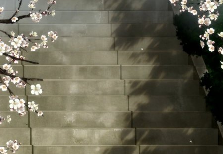 Blossom Stairway - shade, stair, cherry blossom, floral, sakura, petals, staircase, blossom, sakura blossom, shadow, flower