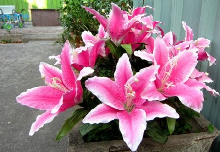 Blooming flowers - flowers, Blooming, pink, beautiful