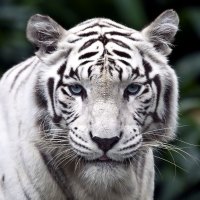 White Tiger