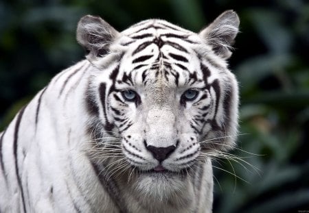 White Tiger - white, animal, tiger, wild cat, cat, wild, white tiger