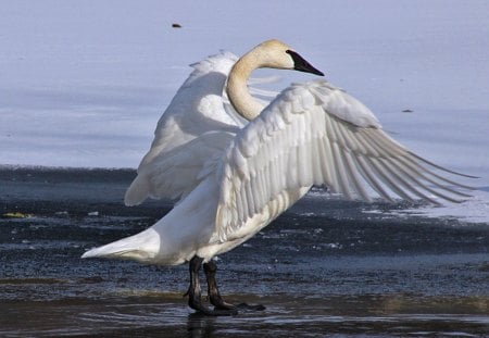 Prepare for lift off - swan, bird, water, beauty, spread wings