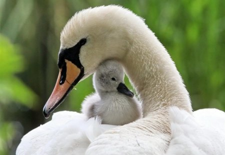 Closeness - white, swan, protection, mother, cygnet, love