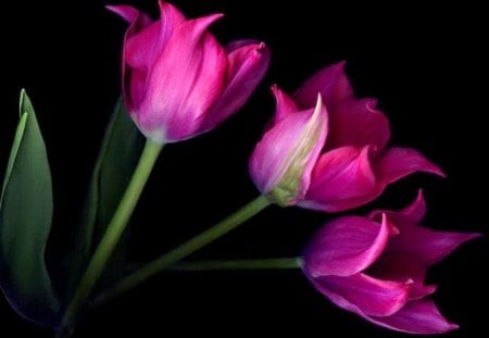 Trio - flowers, black, tulips, green, three