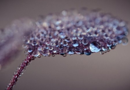 The Purple Leaf - wonderful, nature, purple, beautiful, macro, drops, photo, leaf