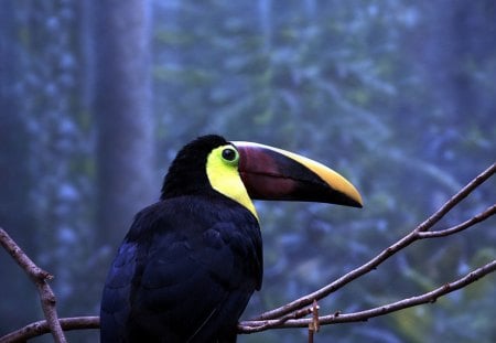 Toucan - bird, colorful, branch, blue, beak, forest, toucan, woods