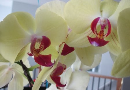 Giant Orchids - orchids, yellow, photography, red, flowers