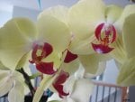 Giant Orchids