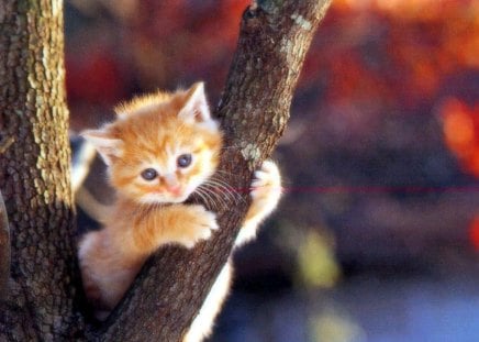 KITTY UP A TREE - face, sweet, adorable, cute