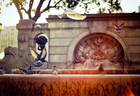 pigeon drink at city fontain - fountain, pigeon, desktop, wallpaper