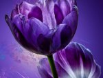 purple tulips