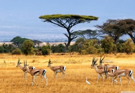 Antelopes - africa, bush, herd, wild