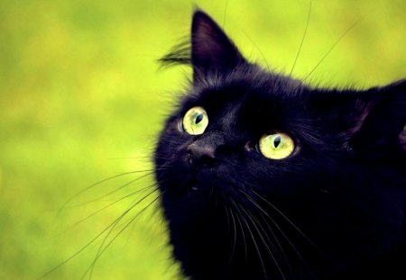 black cat - cats, animals, black, eyes