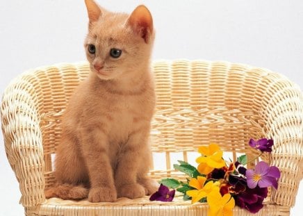 A cute kitten sitting. - flowers, adorable, sitting, kitten