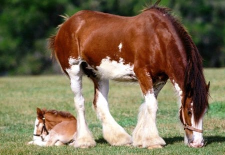 mama and baby - horses, green, baby, grass