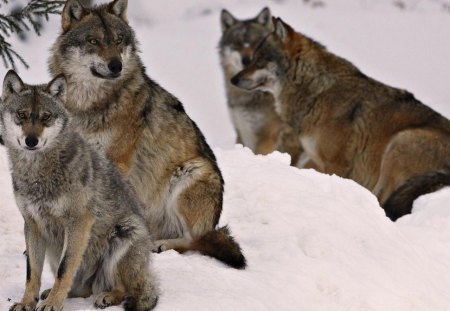 4 beautiful wolfs in the snow.