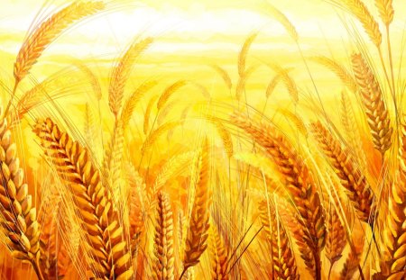 Golden Grain - summer, oats, fall, harvest, yellow, grain, grass, farm, wheat, gold, sunshine, autumn, bread