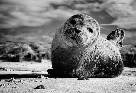 * - wp, photography, cute, bw, animals, seal