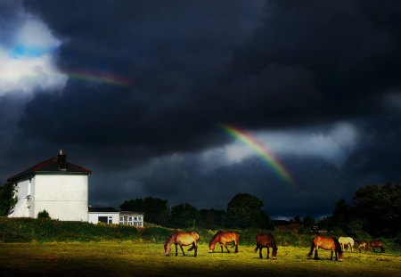 rainbow after a storm - storm, clouds, rainbow, horses, pasture, farm