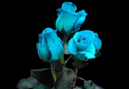 Magic Blue - flowers, rose, roses, blue