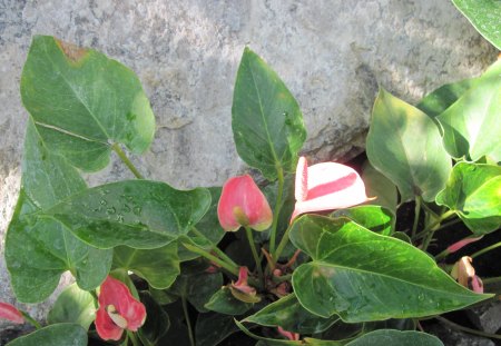 A fantastic day at Edmonton garden 02 - grey, flamingo lily, Flowers, red, green, photography, Rocks, leaves