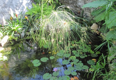 A fantastic day at Edmonton garden 03 - purple, pond, rocks, flowers, photography, leaves, green