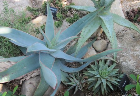 A fantastic day at Edmonton garden 06 - rocks, flowers, photography, cactus, blue, green