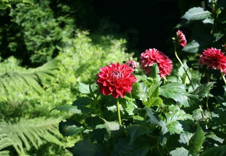 A fantastic day at Edmonton garden 10 - red, flowers, dahlia, photography, leaves, green