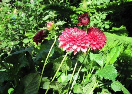 A fantastic day at Edmonton garden 18 - Flowers, red, green, photography, dahlia, leaves