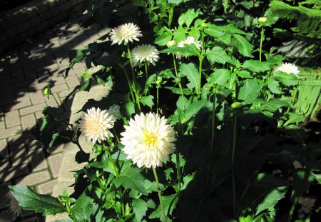 A fantastic day at Edmonton garden 19 - white, flowers, dahlia, photography, leaves, green