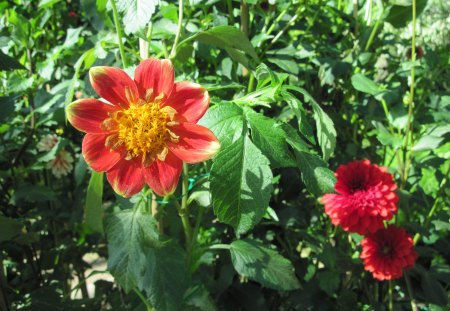 A fantastic day at Edmonton garden 25 - red, flowers, photography, yellow, green