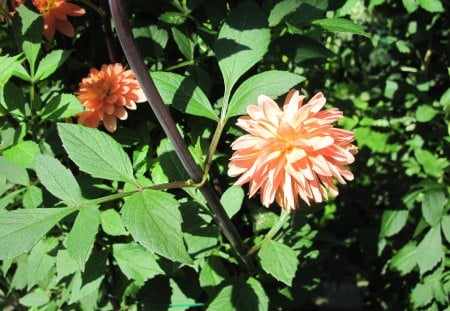 A fantastic day at Edmonton garden 28 - flowers, dahlia, photography, leaves, orange, yellow, green