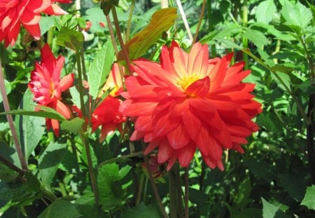 A fantastic day at Edmonton garden 29 - red, flowers, dahlia, photography, leaves, green