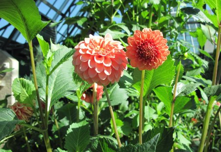 A fantastic day at Edmonton garden 30 - flowers, dahlia, photography, orange, leaves, green