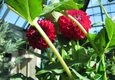 A fantastic day at Edmonton garden 31 - Dahlia, Flowers, red, green, photography