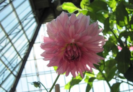 A fantastic day at Edmonton garden 32 - Flowers, green, photography, dahlia, pink, leaves