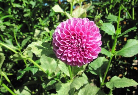 A fantastic day at Edmonton garden 40 - Dahlia, Leaves, Flowers, photography, Green, green leaves, pink