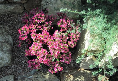 A fantastic day at Edmonton garden 42 - red, rocks, pink, flowers, photography, green