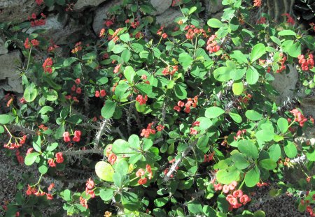 A fantastic day at Edmonton garden 43 - red, flowers, photography, leaves, cactus, green