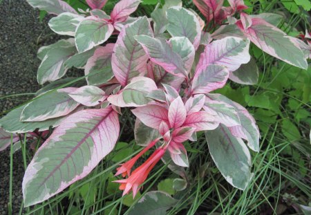 A fantastic day at Edmonton garden 47 - red, flowers, photography, leaves, green