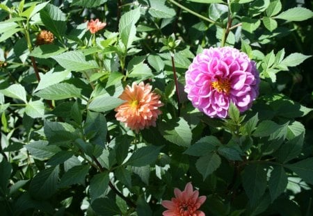 A fantastic day at Edmonton garden 49 - Flowers, green, photography, orange, dahlia, pink, leaves