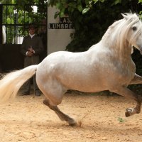 Powerful Grey Andalusian