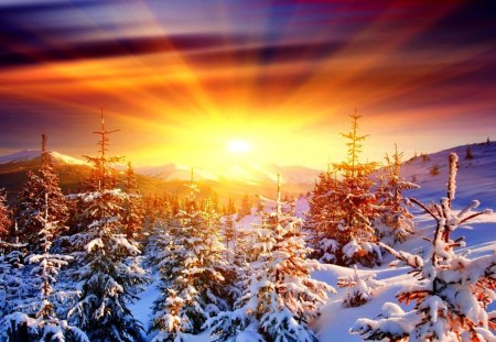 sunrise - snow, sunrise, winter, tree