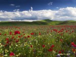 wild flowers in the field