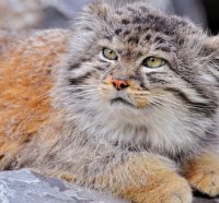 Baby-Snow-Leopard