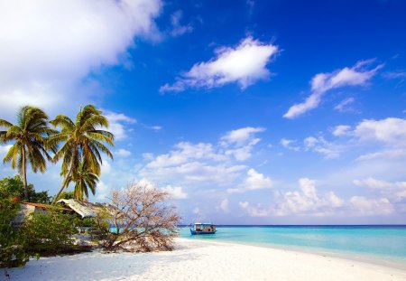 Beach Side - side, beach, tree, sand